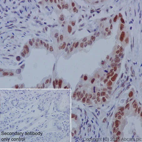 Immunohistochemistry (Formalin/PFA-fixed paraffin-embedded sections) - Anti-Cullin 1/CUL-1 antibody [EPR3103Y] (AB75817)