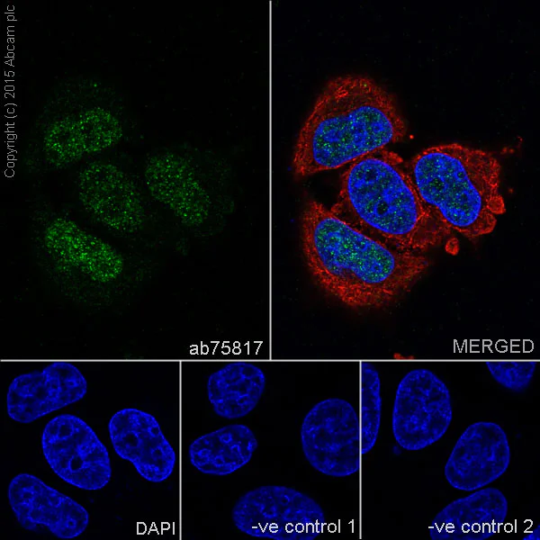 Immunocytochemistry/ Immunofluorescence - Anti-Cullin 1/CUL-1 antibody [EPR3103Y] - BSA and Azide free (AB202555)