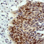 Immunohistochemistry (Formalin/PFA-fixed paraffin-embedded sections) - Anti-Cullin 1/CUL-1 antibody [EPR3103Y] - BSA and Azide free (AB202555)