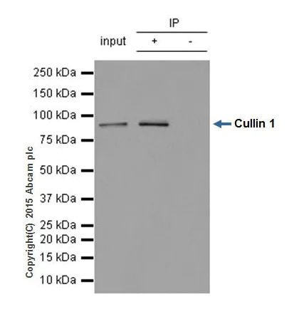 Immunoprecipitation - Anti-Cullin 1/CUL-1 antibody [EPR3103Y] - BSA and Azide free (AB202555)