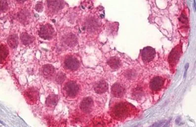 Immunohistochemistry (Formalin/PFA-fixed paraffin-embedded sections) - Anti-Cullin 2/CUL-2 antibody (AB133180)