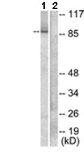 Western blot - Anti-Cullin 2/CUL-2 antibody (AB133180)