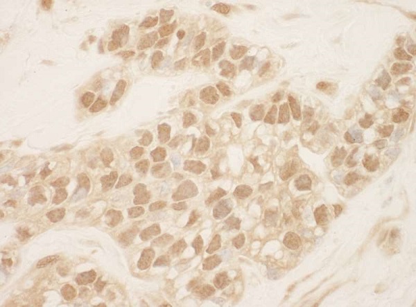 Immunohistochemistry (Formalin/PFA-fixed paraffin-embedded sections) - Anti-Cullin 2/CUL-2 antibody (AB226463), expandable thumbnail