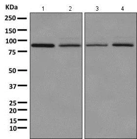 Western blot - Anti-Cullin 2/CUL-2 antibody [EPR3104(2)] (AB166917)