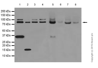 Western blot - Anti-Cullin 2/CUL-2 antibody [EPR3104(2)] (AB166917)