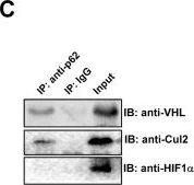 Western blot - Anti-Cullin 2/CUL-2 antibody [EPR3104(2)] (AB166917)