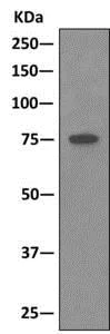 Immunoprecipitation - Anti-Cullin 2/CUL-2 antibody [EPR3104(2)] - BSA and Azide free (AB240149)