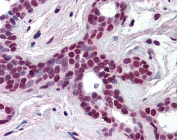 Immunohistochemistry (Formalin/PFA-fixed paraffin-embedded sections) - Anti-Cullin 3/CUL-3 antibody (AB118960)