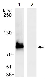 Immunoprecipitation - Anti-Cullin 3/CUL-3 antibody (AB245410)