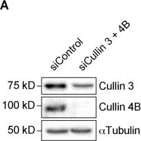 Western blot - Anti-Cullin 3/CUL-3 antibody [EPR3195] (AB108407)