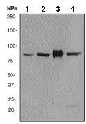 Western blot - Anti-Cullin 3/CUL-3 antibody [EPR3195] (AB108407)
