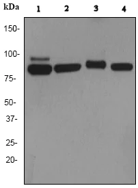 Western blot - Anti-Cullin 3/CUL-3 antibody [EPR3196Y] (AB75851)