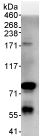 Anti-Cullin 4A/CUL-4A antibody