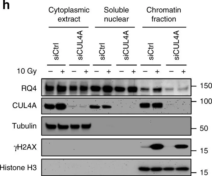 Western blot - Anti-Cullin 4A/CUL-4A antibody (AB72548)