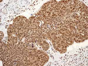 Immunohistochemistry (Formalin/PFA-fixed paraffin-embedded sections) - Anti-Cullin 4A/CUL-4A antibody [EPR3198] - BSA and Azide free (ab247585), expandable thumbnail