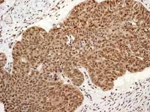 Immunohistochemistry (Formalin/PFA-fixed paraffin-embedded sections) - Anti-Cullin 4A/CUL-4A antibody [EPR3198] - BSA and Azide free (AB247585)