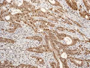 Immunohistochemistry (Formalin/PFA-fixed paraffin-embedded sections) - Anti-Cullin 4A/CUL-4A antibody [EPR3198] - BSA and Azide free (AB247585), expandable thumbnail