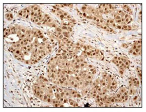 Immunohistochemistry (Formalin/PFA-fixed paraffin-embedded sections) - Anti-Cullin 4A/CUL-4A antibody [EPR3198] - BSA and Azide free (AB247585), expandable thumbnail