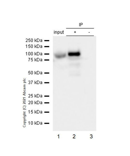 Immunoprecipitation - Anti-Cullin 4A/CUL-4A antibody [EPR3198] - BSA and Azide free (AB247585), expandable thumbnail