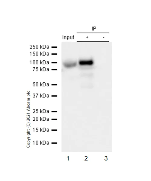 Immunoprecipitation - Anti-Cullin 4A/CUL-4A antibody [EPR3198] - BSA and Azide free (AB247585)