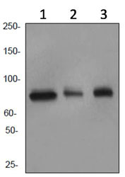 Western blot - Anti-Cullin 4A/CUL-4A antibody [EPR3198] - BSA and Azide free (AB247585), expandable thumbnail