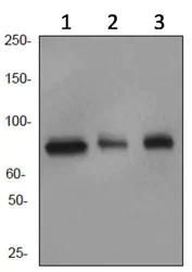 Western blot - Anti-Cullin 4A/CUL-4A antibody [EPR3198] - BSA and Azide free (AB247585)
