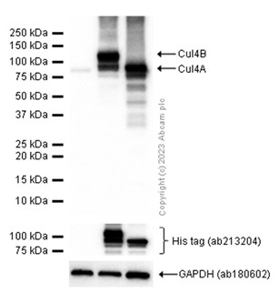 Western blot - Anti-Cullin 4A/CUL-4A antibody [EPR3198] - BSA and Azide free (ab247585), expandable thumbnail