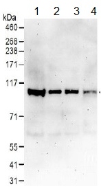 Western blot - Anti-Cullin 4B/CUL-4B antibody (AB157103)