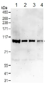 Western blot - Anti-Cullin 4B/CUL-4B antibody (AB157103)