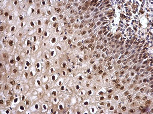 Immunohistochemistry (Formalin/PFA-fixed paraffin-embedded sections) - Anti-Cullin 4B/CUL-4B antibody (AB227724), expandable thumbnail