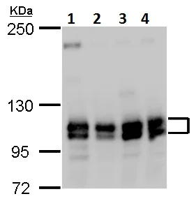 Western blot - Anti-Cullin 4B/CUL-4B antibody (AB227724)