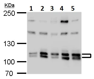 Western blot - Anti-Cullin 4B/CUL-4B antibody (AB227724)