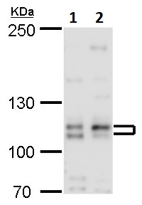 Western blot - Anti-Cullin 4B/CUL-4B antibody (AB227724), expandable thumbnail