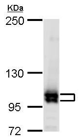 Western blot - Anti-Cullin 4B/CUL-4B antibody (AB227724)