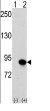 Western blot - Anti-Cullin 4B/CUL-4B antibody (AB67035)