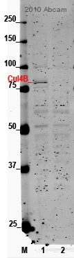 Western blot - Anti-Cullin 4B/CUL-4B antibody (AB67035)