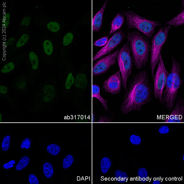 Immunocytochemistry/ Immunofluorescence - Anti-Cullin 4B/CUL-4B antibody [EPR26157-39] - BSA and Azide free (AB317015)