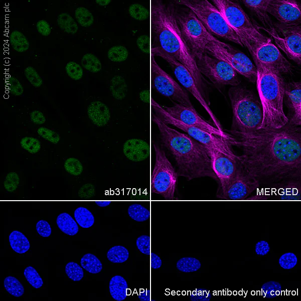 Immunocytochemistry/ Immunofluorescence - Anti-Cullin 4B/CUL-4B antibody [EPR26157-39] - BSA and Azide free (AB317015)