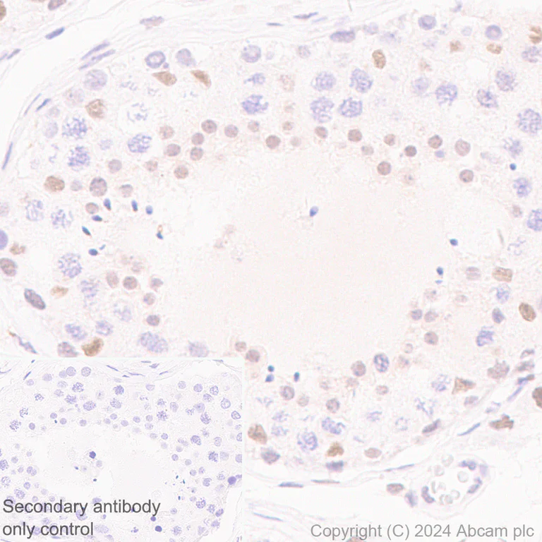 Immunohistochemistry (Formalin/PFA-fixed paraffin-embedded sections) - Anti-Cullin 4B/CUL-4B antibody [EPR26157-39] - BSA and Azide free (AB317015)