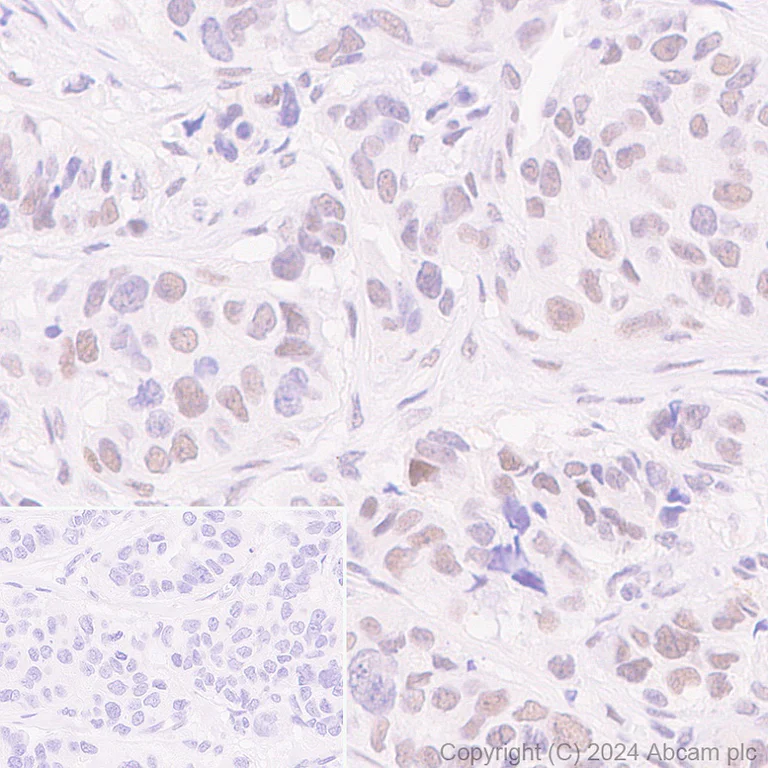 Immunohistochemistry (Formalin/PFA-fixed paraffin-embedded sections) - Anti-Cullin 4B/CUL-4B antibody [EPR26157-39] - BSA and Azide free (AB317015)