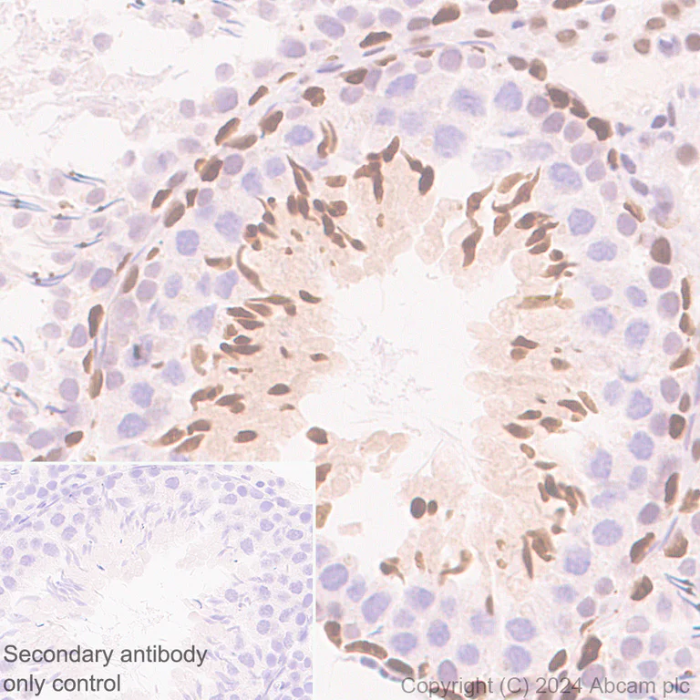 Immunohistochemistry (Formalin/PFA-fixed paraffin-embedded sections) - Anti-Cullin 4B/CUL-4B antibody [EPR26157-39] - BSA and Azide free (AB317015)