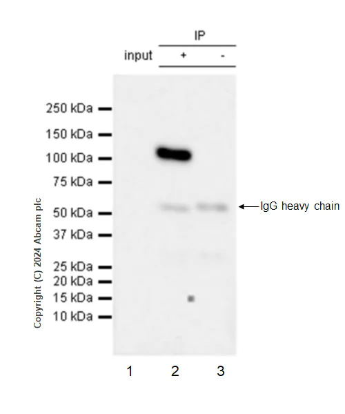 Immunoprecipitation - Anti-Cullin 4B/CUL-4B antibody [EPR26157-39] - BSA and Azide free (AB317015)