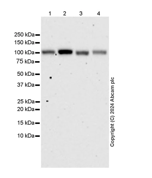 Western blot - Anti-Cullin 4B/CUL-4B antibody [EPR26157-39] - BSA and Azide free (AB317015)
