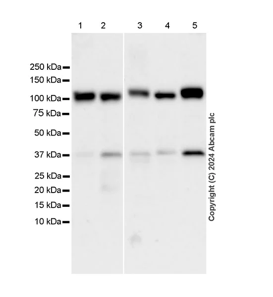 Western blot - Anti-Cullin 4B/CUL-4B antibody [EPR26157-39] - BSA and Azide free (AB317015)