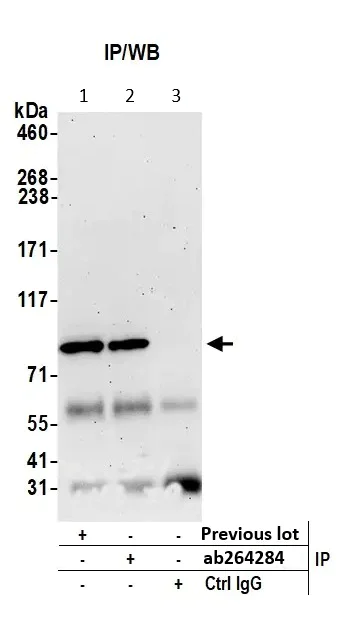 Immunoprecipitation - Anti-Cullin 5/CUL-5 antibody (AB264284)