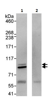 Immunoprecipitation - Anti-Cullin 5/CUL-5 antibody (AB264284), expandable thumbnail