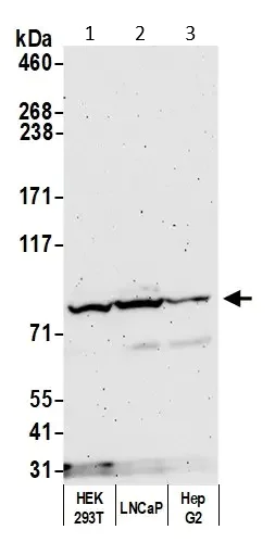Western blot - Anti-Cullin 5/CUL-5 antibody (AB264284)