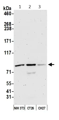 Western blot - Anti-Cullin 5/CUL-5 antibody (AB264284)