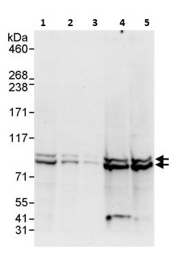Western blot - Anti-Cullin 5/CUL-5 antibody (AB264284), expandable thumbnail