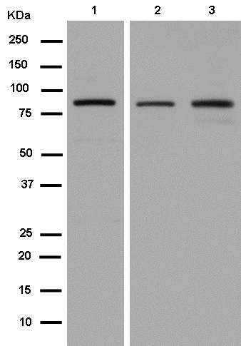 Western blot - Anti-Cullin 5/CUL-5 antibody [EPR14725] (AB184177), expandable thumbnail